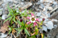 Silene morrisonmontana