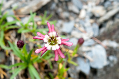 Silene morrisonmontana