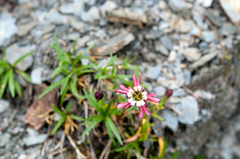 Silene morrisonmontana
