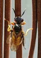 Philanthus triangulum