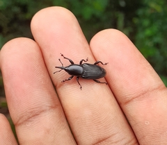 Odoiporus longicollis