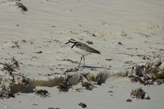 Charadrius thoracicus