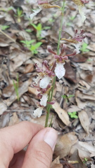 Eulophia venulosa image