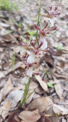 Eulophia venulosa image