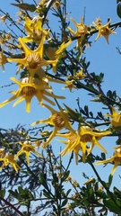 Anthocercis ilicifolia