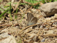 Aricia nicias