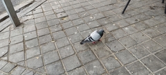 Columba livia