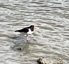 Haematopus ostralegus