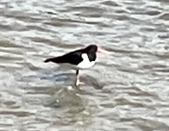 Haematopus ostralegus
