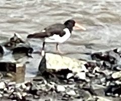 Haematopus ostralegus