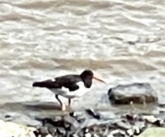 Haematopus ostralegus