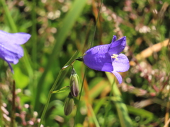 Campanula scheuchzeri