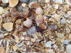 Eurydema spectabilis