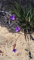 Patersonia occidentalis