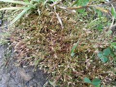 Juncus ranarius