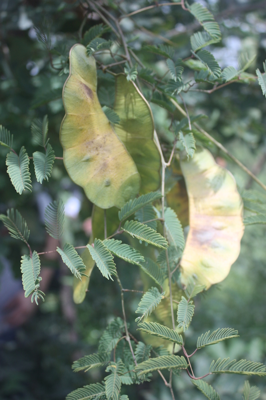 Small-Pod Seabean