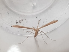 Stenoptilia pterodactyla