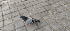 Columba livia