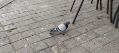 Columba livia