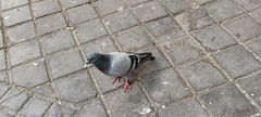 Columba livia