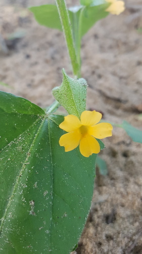 Thunbergia reticulata image