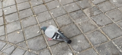 Columba livia