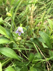 Dyschoriste linearis