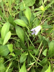 Dyschoriste linearis