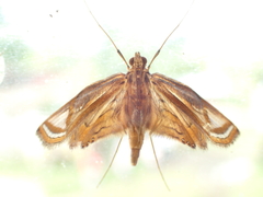 Eoophyla gibbosalis