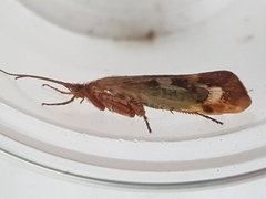 Limnephilus marmoratus