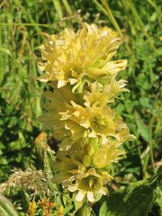 Gentiana burseri