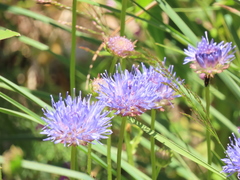 Jasione laevis