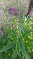 Syncolostemon bracteosus