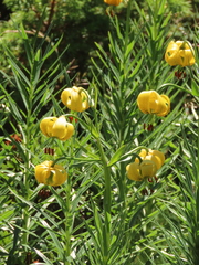Lilium pyrenaicum