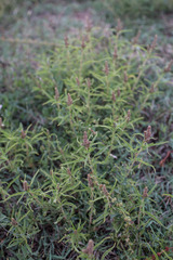 Amaranthus muricatus