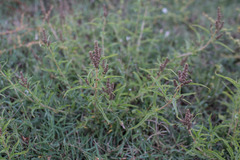 Amaranthus muricatus