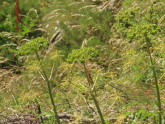 Molopospermum peloponnesiacum