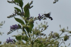 Macroglossum trochilus
