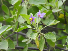 Solanum pubescens