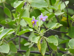 Solanum pubescens