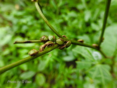Coptosoma punctiventris