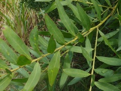 Acacia prominens