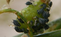 Aphis cytisorum