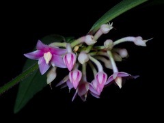 Ardisia rosea