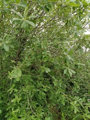 Salix × reichardtii