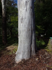 Eucalyptus racemosa