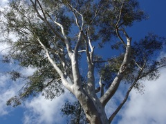 Eucalyptus racemosa
