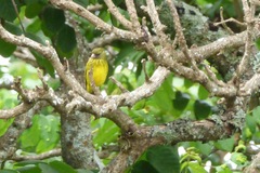 Crithagra hyposticta