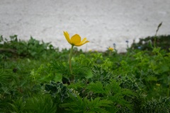 Pulsatilla aurea