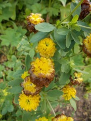 Trifolium badium